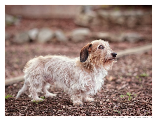 Wes Henry | December 2014.  Photo by: Johnny Ortez-Tibbels ©