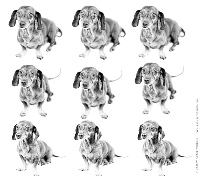 Lenny | July 2012.  Photo by: Johnny Ortez-Tibbels ©