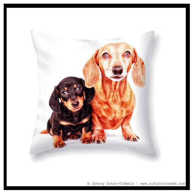 Pixels.com Dachshund Fine Art Photography Gallery | Photo by: Johnny Ortez-Tibbels ©