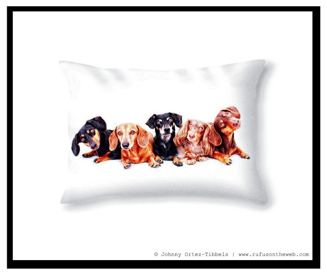 Pixels.com Dachshund Fine Art Photography Gallery | Photo by: Johnny Ortez-Tibbels ©