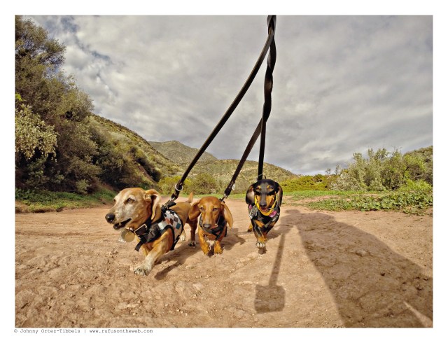 Rufus, Lily & Emily | January 2015.  Photo by: Johnny Ortez-Tibbels ©