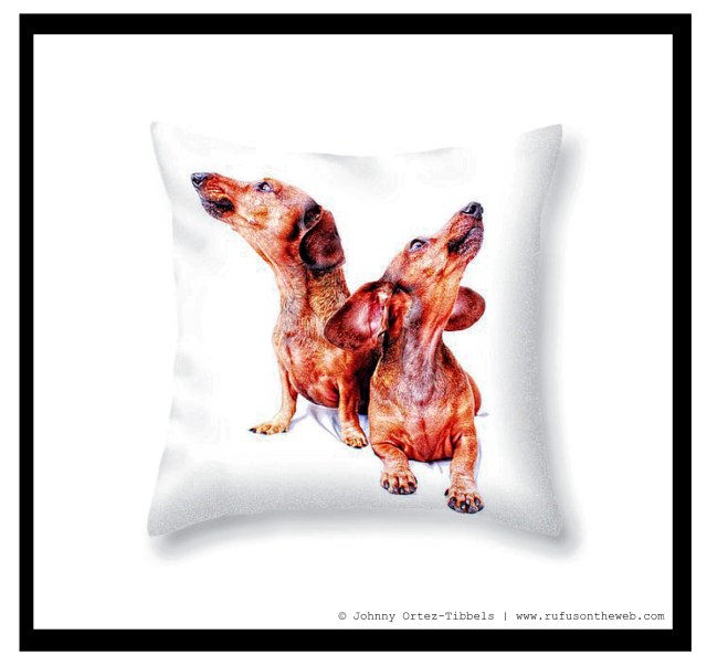 Pixels.com Dachshund Fine Art Photography Gallery | Photo by: Johnny Ortez-Tibbels ©