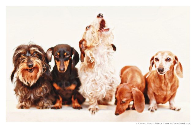 Griz, Emily, Wes, Lily & Rufus | January 2015.  Photo by: Johnny Ortez-Tibbels ©