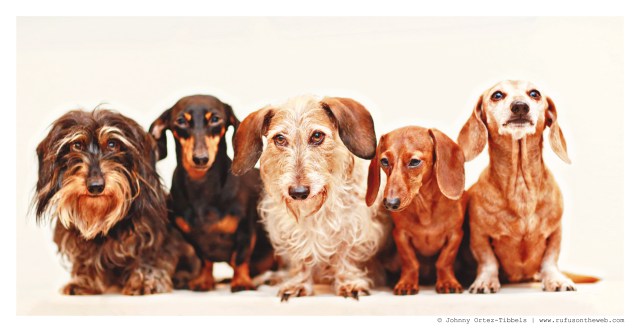 Griz, Emily, Wes, Lily & Rufus | January 2015.  Photo by: Johnny Ortez-Tibbels ©