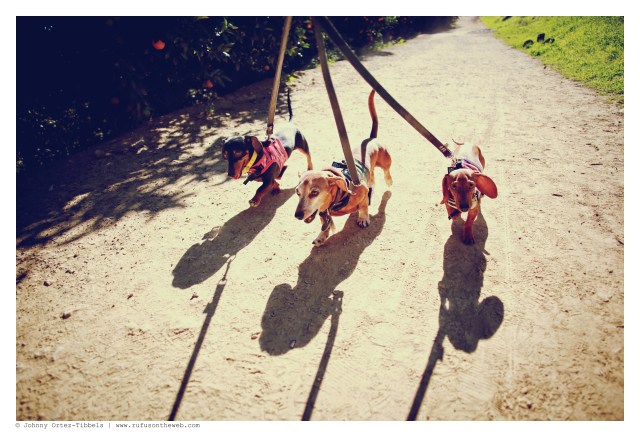 Emily, Rufus & Lily | January 2015.  Photo by: Johnny Ortez-Tibbels ©