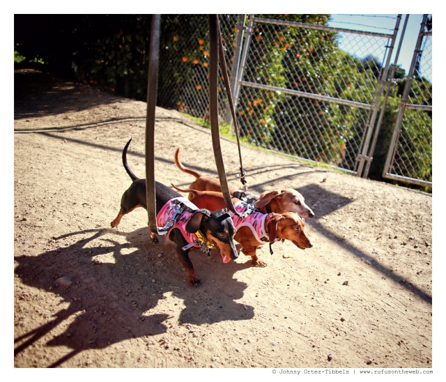 Emily, Lily & Rufus | January 2015.  Photo by: Johnny Ortez-Tibbels ©
