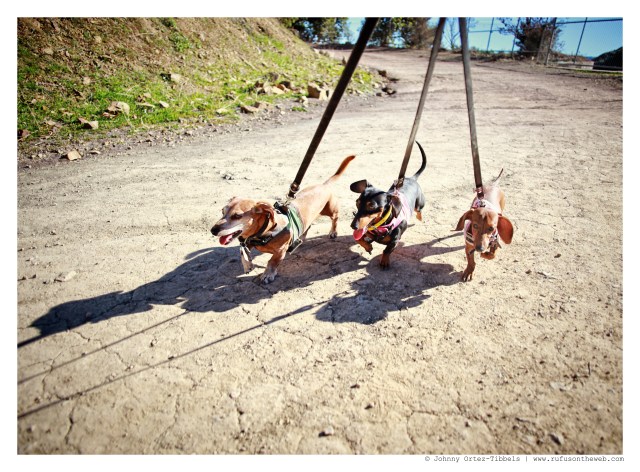 Rufus, Emily & Lily | January 2015.  Photo by: Johnny Ortez-Tibbels ©