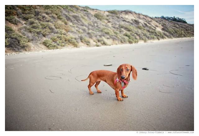 Lily | January 2015.  Photo by: Johnny Ortez-Tibbels ©