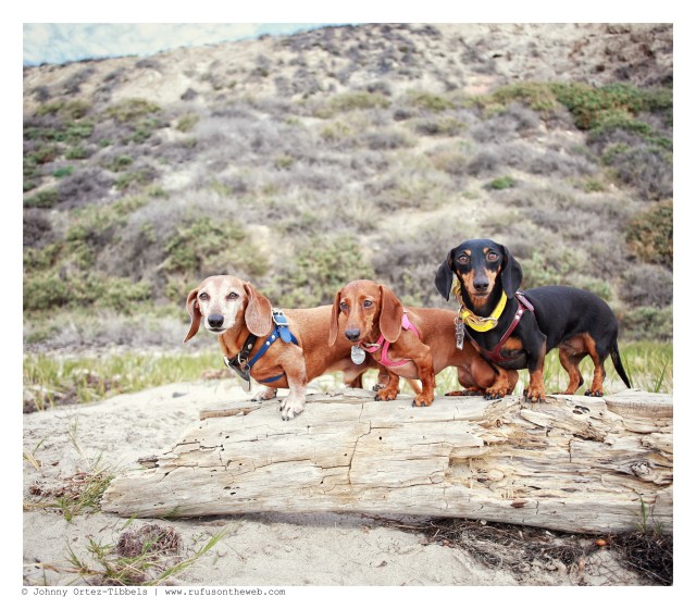 Rufus, Lily & Emily | January 2015.  Photo by: Johnny Ortez-Tibbels ©