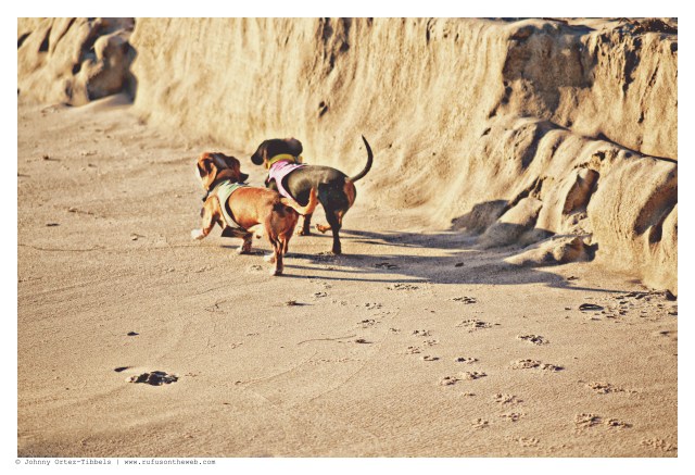 Rufus & Emily | January 2015.  Photo by: Johnny Ortez-Tibbels ©