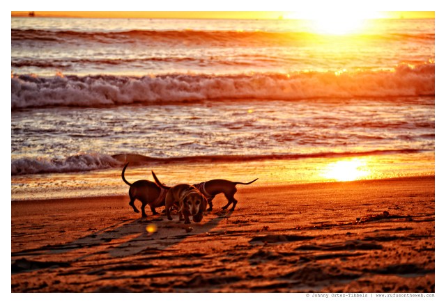 Rufus, Lily & Emily | January 2015.  Photo by: Johnny Ortez-Tibbels ©