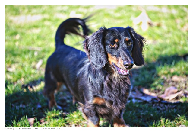 Marley from Ojai Doxies | January 2015.  Photo by: Johnny Ortez-Tibbels ©