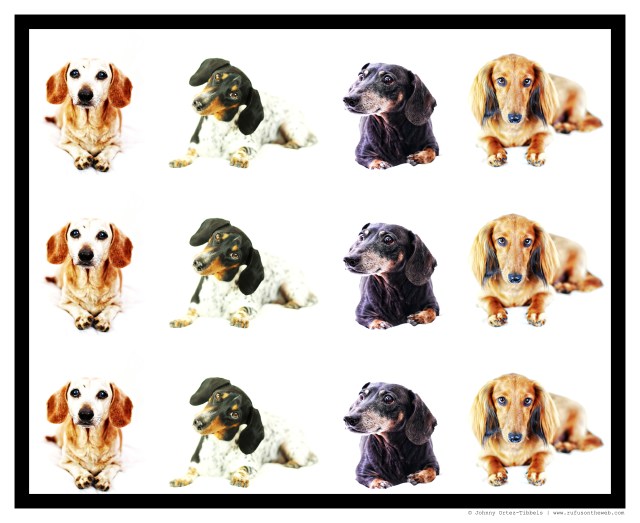 Jacobson Pack Composite | December 2014.  Photo by: Johnny Ortez-Tibbels ©