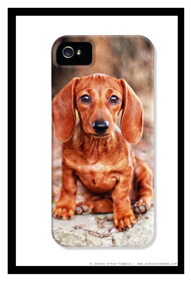 Pixels.com Dachshund Fine Art Photography Gallery | Photo by: Johnny Ortez-Tibbels ©