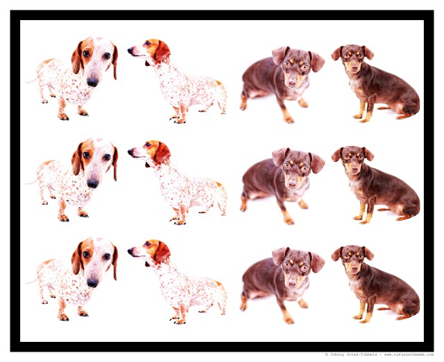 Hinkson Pack Composite | December 2014.  Photo by: Johnny Ortez-Tibbels ©