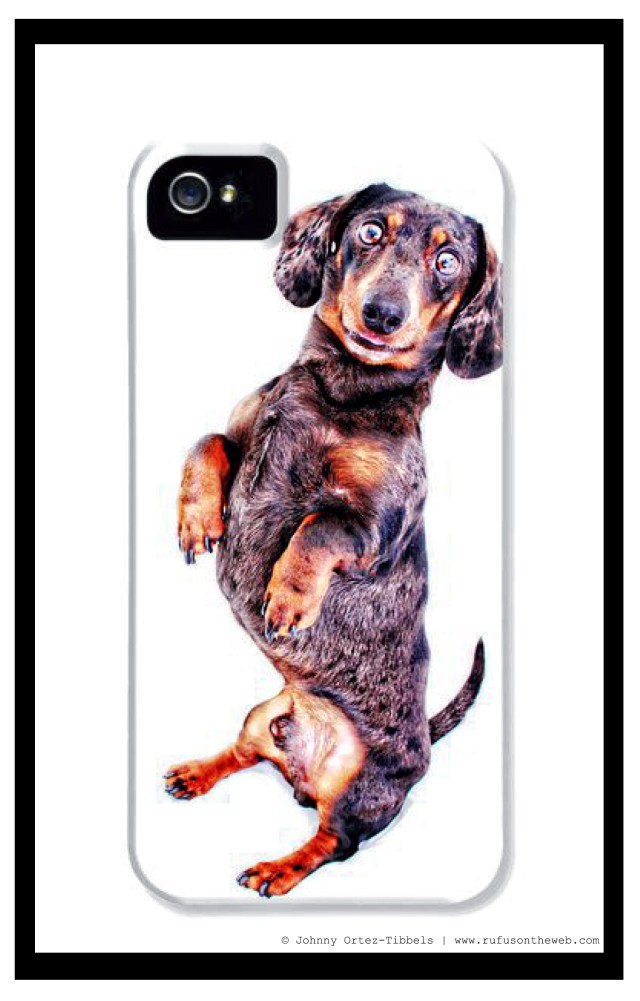 Pixels.com Dachshund Fine Art Photography Gallery | Photo by: Johnny Ortez-Tibbels ©