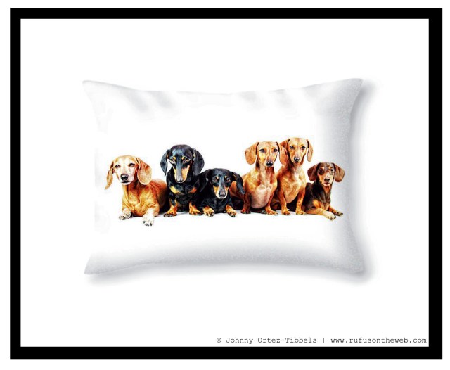 Pixels.com Dachshund Fine Art Photography Gallery | Photo by: Johnny Ortez-Tibbels ©