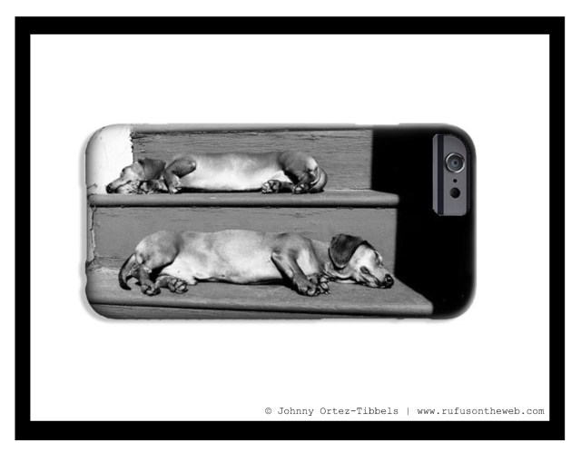 Pixels.com Dachshund Fine Art Photography Gallery | Photo by: Johnny Ortez-Tibbels ©