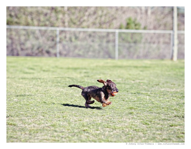 Dorothy (wirehair doxie puppy) | February 2015.  Photo by: Johnny Ortez-Tibbels ©