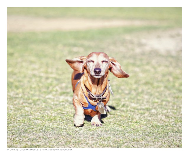 Rufus | February 2015.  Photo by: Johnny Ortez-Tibbels ©