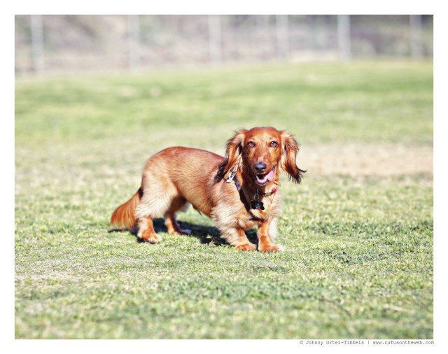 Frankie | February 2015.  Photo by: Johnny Ortez-Tibbels ©