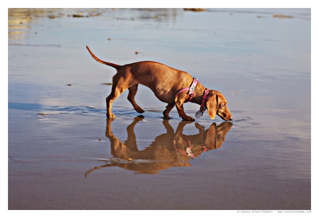 Lily | February 2015. Photo by: Johnny Ortez-Tibbels ©