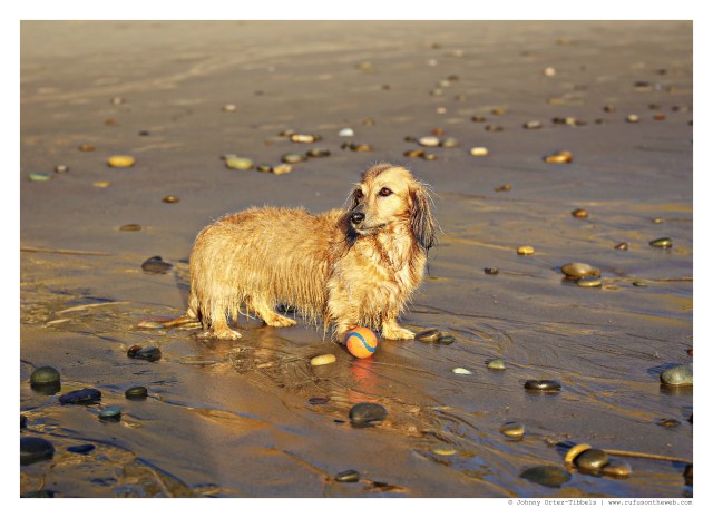New doxie friend | February 2015. Photo by: Johnny Ortez-Tibbels ©