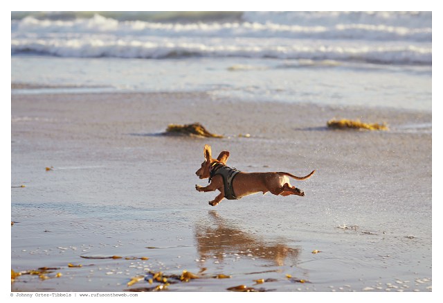 Milo | February 2015. Photo by: Johnny Ortez-Tibbels ©