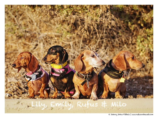 Lily, Emily, Rufus & Milo | February 2015. Photo by: Johnny Ortez-Tibbels ©