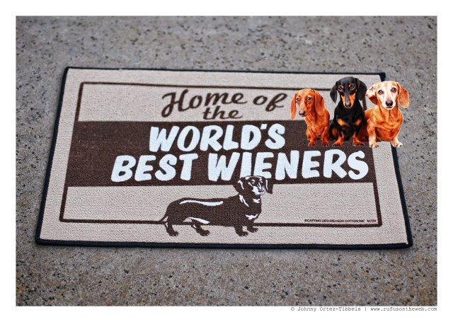 Lily, Emily & Rufus | March 2015.  Photo by: Johnny Ortez-Tibbels ©