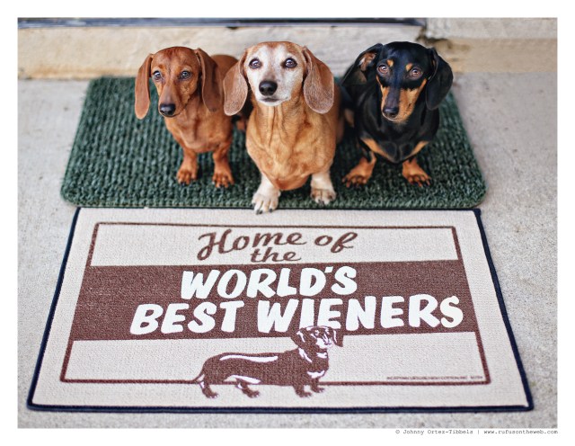 Lily, Rufus & Emily | March 2015.  Photo by: Johnny Ortez-Tibbels ©