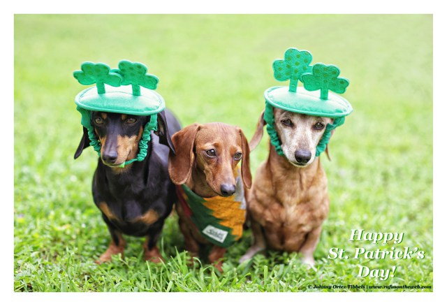 Emily, Lily & Rufus | March 2015. Photo by: Johnny Ortez-Tibbels ©