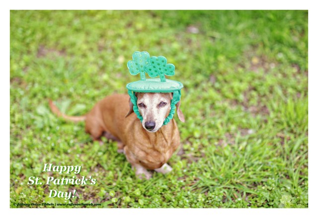 Rufus | March 2015. Photo by: Johnny Ortez-Tibbels ©