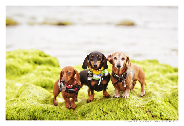 Lily, Emily & Rufus | March 2015.  Photo by: Johnny Ortez-Tibbels ©