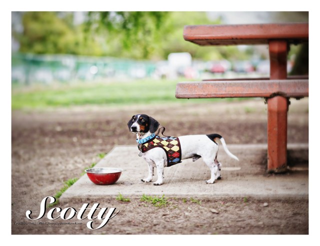 Scotty | March 2015.  Photo by: Johnny Ortez-Tibbels ©