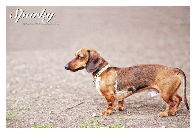 Sparky | March 2015.  Photo by: Johnny Ortez-Tibbels ©