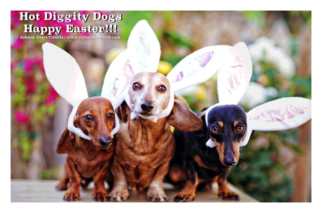 Lily, Rufus & Emily | April 2015.  Photo by: Johnny Ortez-Tibbels ©