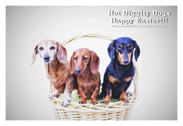 Rufus, Lily & Emily | April 2015.  Photo by: Johnny Ortez-Tibbels ©