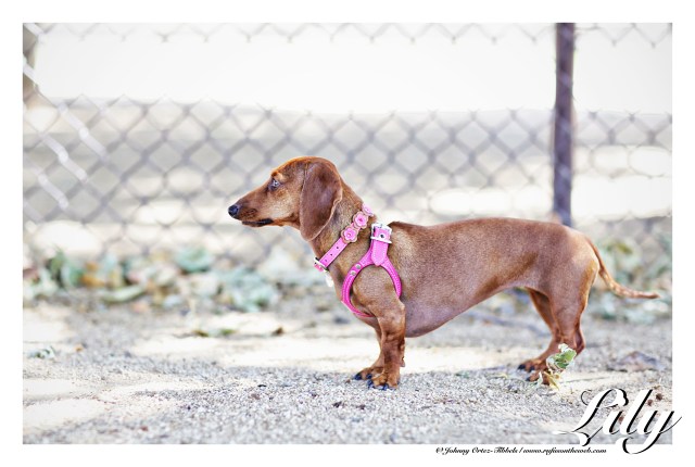 Lily | April 2015.  Photo by: Johnny Ortez-Tibbels ©