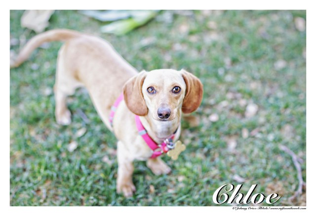 Chloe | April 2015.  Photo by: Johnny Ortez-Tibbels ©