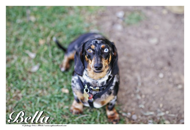 Bella | April 2015.  Photo by: Johnny Ortez-Tibbels ©