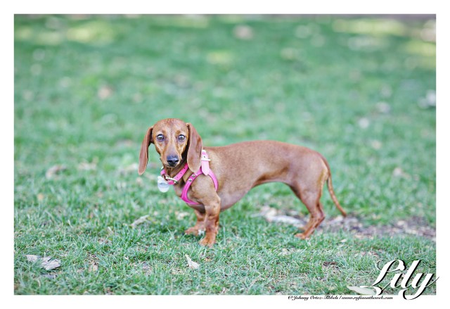 Lily | April 2015.  Photo by: Johnny Ortez-Tibbels ©