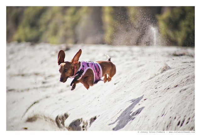 Lily | April 2015.  Photo by: Johnny Ortez-Tibbels ©