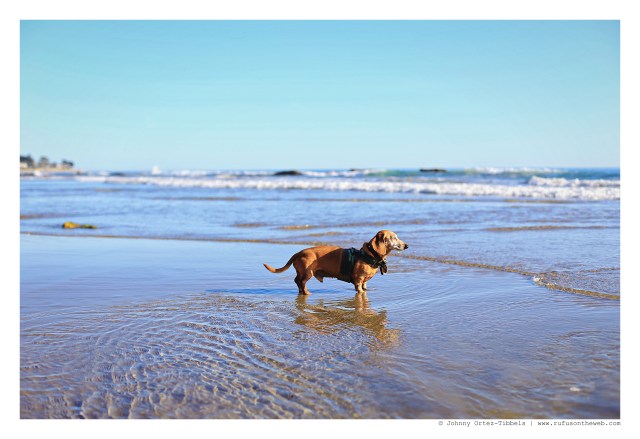 Rufus | April 2015.  Photo by: Johnny Ortez-Tibbels ©