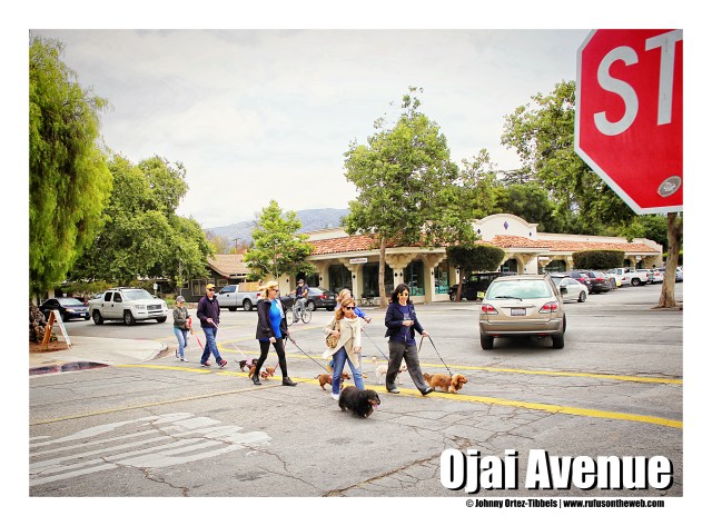 Dachshunds take Ojai Avenue | May 2015.  Photo by: Johnny Ortez-Tibbels ©