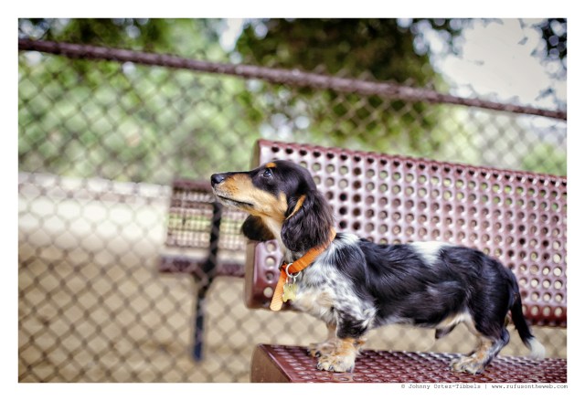 Ziggy | May 2015. Photo by: Johnny Ortez-Tibbels ©