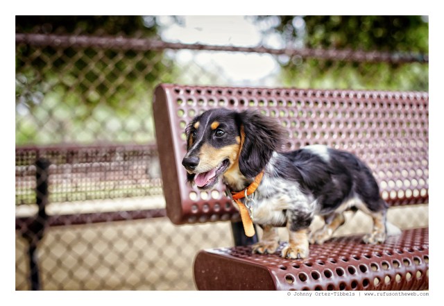 Ziggy | May 2015. Photo by: Johnny Ortez-Tibbels ©