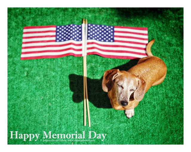 Rufus | May 2015.  Photo by: Johnny Ortez-Tibbels ©