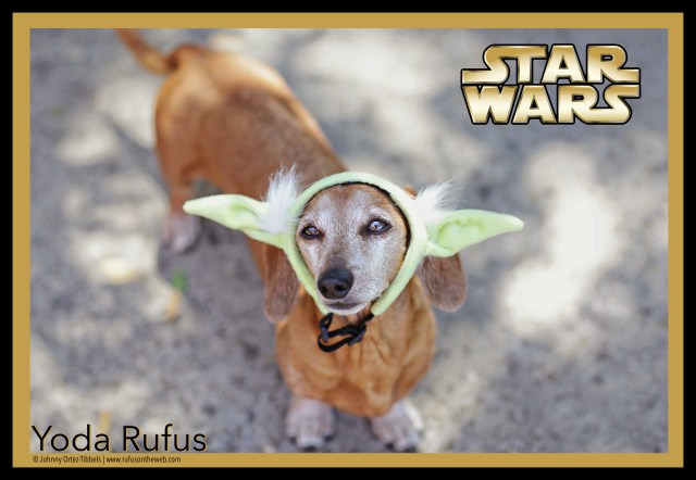 Yoda Rufus | May 2015.  Photo by: Tibbels & Tibbels ©