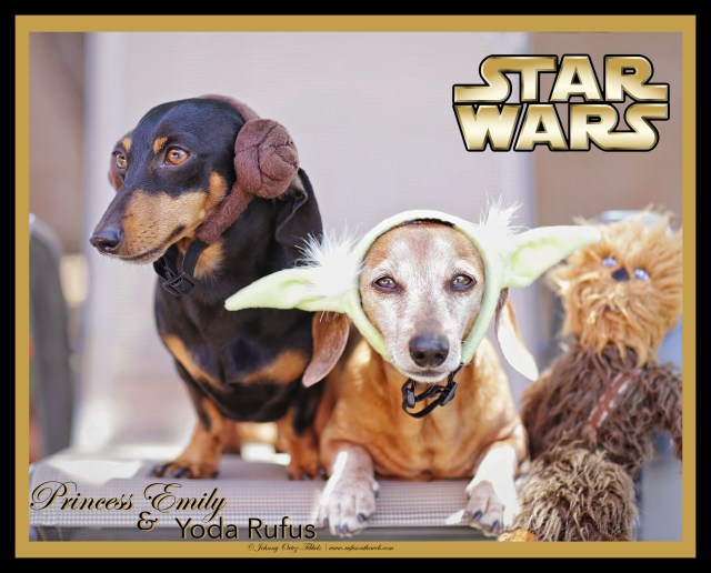 Princess Emily & Yoda Rufus | May 2015.  Photo by: Tibbels & Tibbels ©